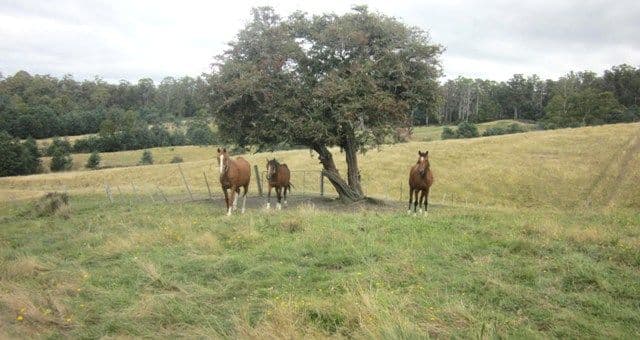 71 Frasers Road, GLENGARRY TAS 7275, Glengarry - Thumbnail 2