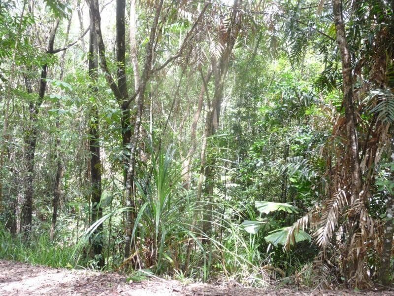 Lot 16 Forest Close, DAINTREE QLD 4873, Daintree - Image 1