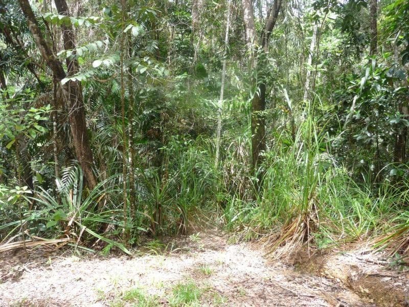 Lot 16 Forest Close, DAINTREE QLD 4873, Daintree - Thumbnail 3