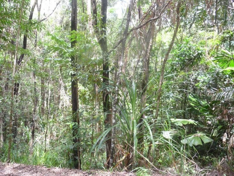 Lot 16 Forest Close, DAINTREE QLD 4873, Daintree - Thumbnail 4