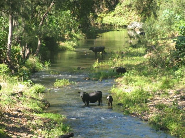 13 Satinwood Place, Chillingham NSW 2484, Chillingham - Thumbnail 3