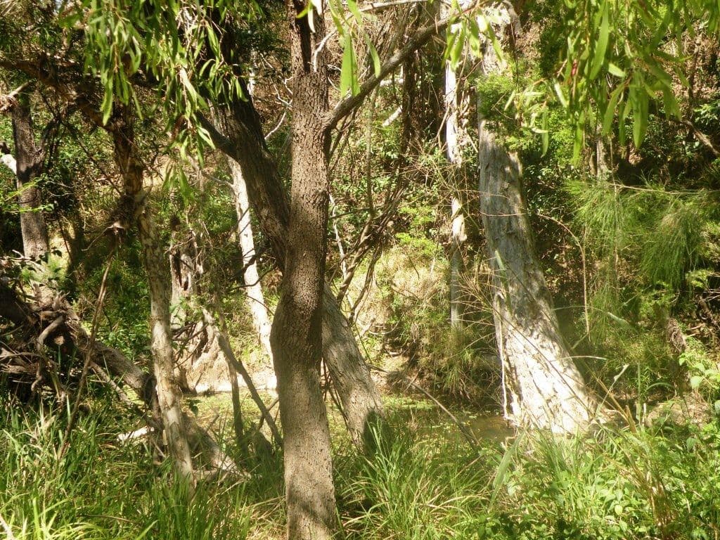 Lot 7 Maclyn Avenue, Belmont Creek Estate, Glenlee QLD 4711, Glenlee - Thumbnail 2