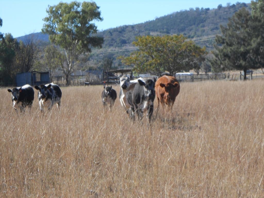 Lot 2 633 Moore Creek Road, Tamworth NSW 2340, Tamworth - Thumbnail 3