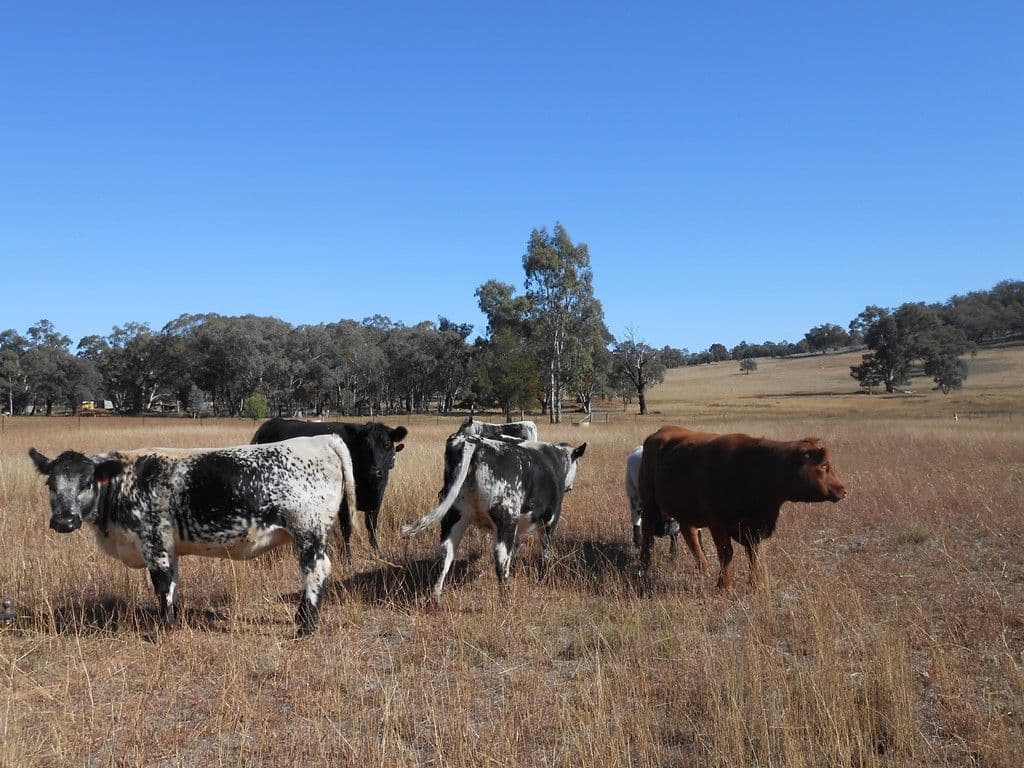 Lot 2 633 Moore Creek Road, Tamworth NSW 2340, Tamworth - Thumbnail 4