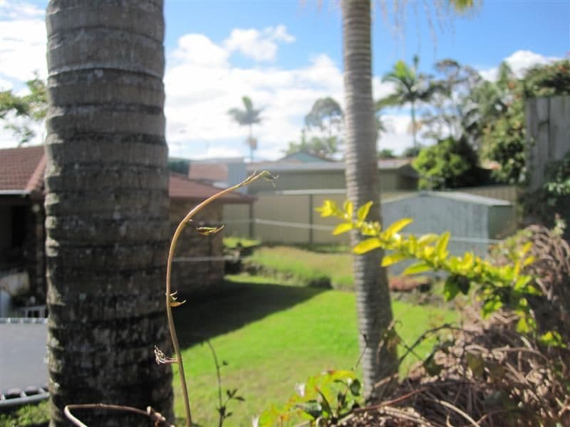 HIGHLAND PARK QLD 4211, Highland Park - Thumbnail 2