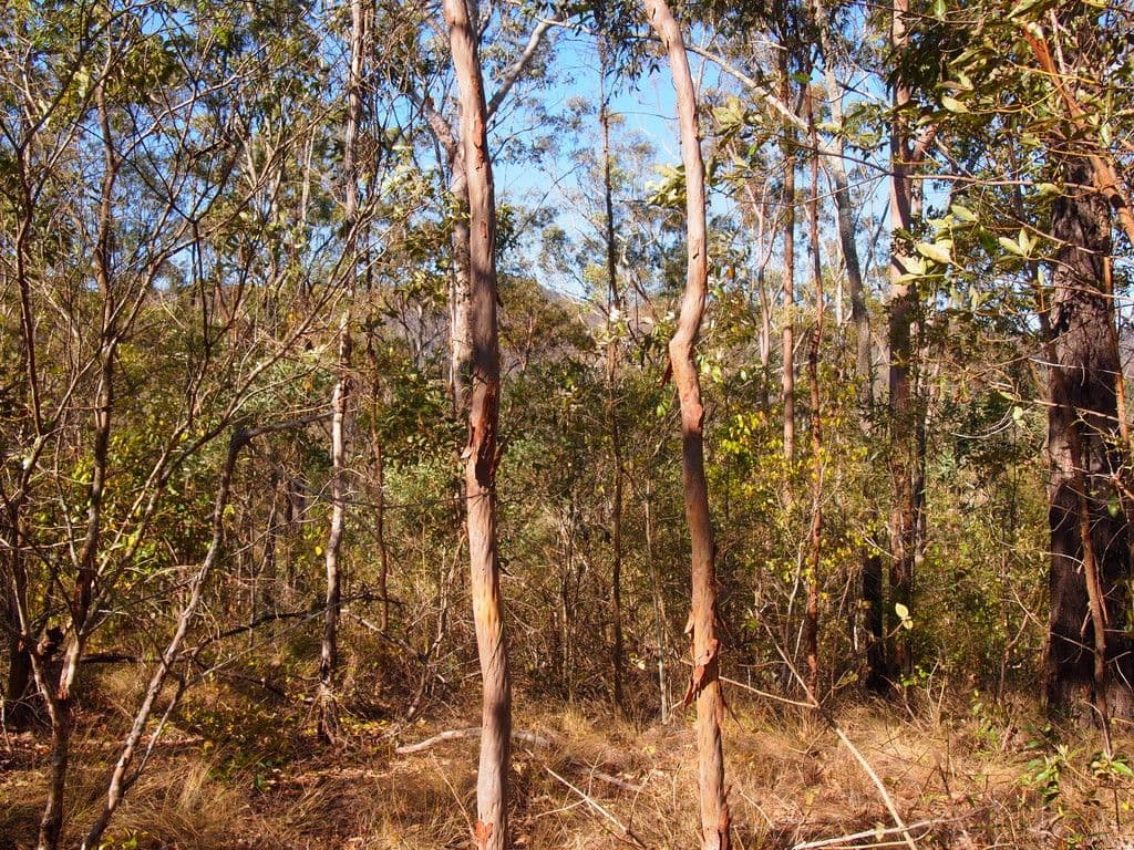 BANKS CREEK QLD 4306, Banks Creek - Image 1