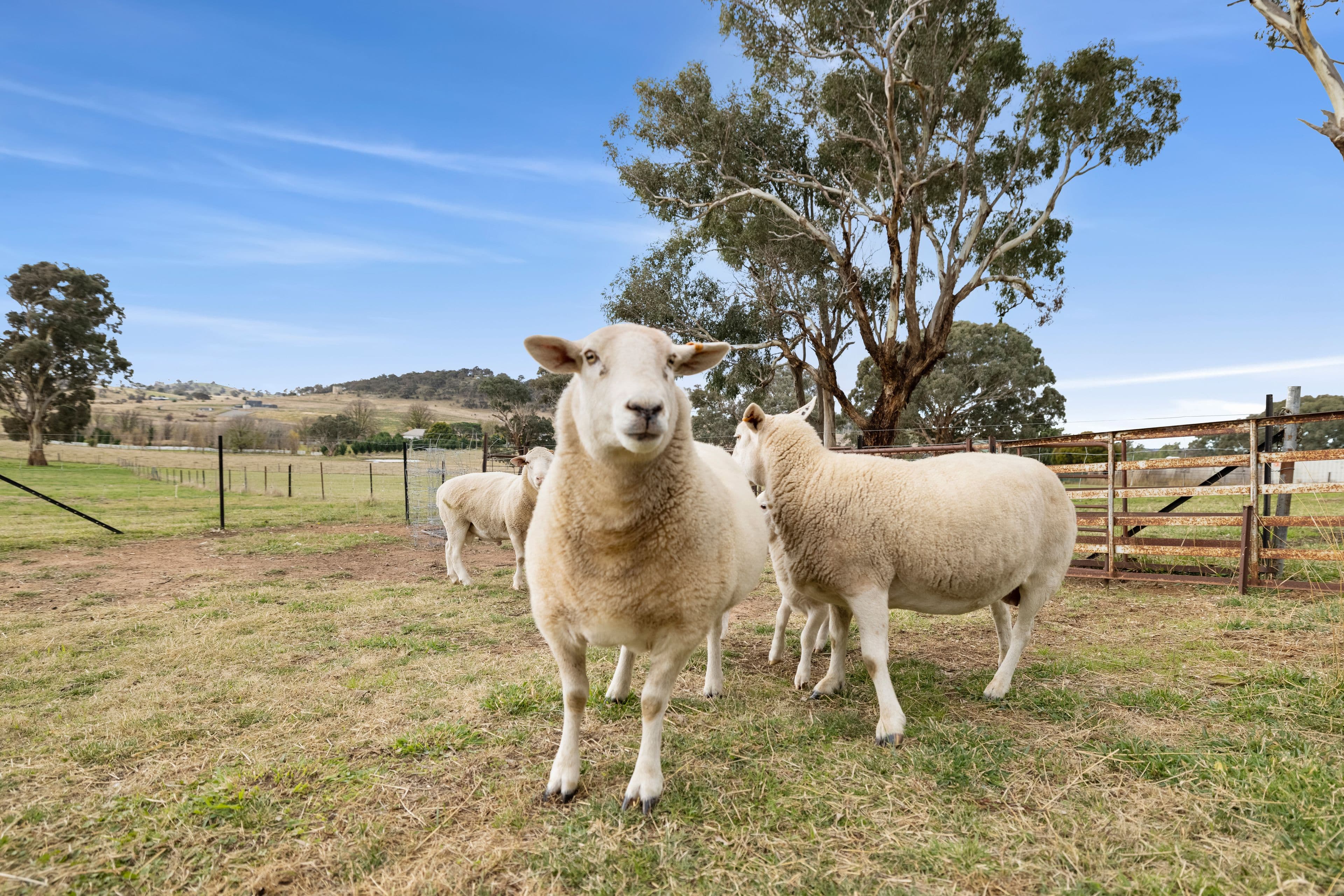 10 Dalton Road, Gunning NSW 2581, Gunning - Thumbnail 5