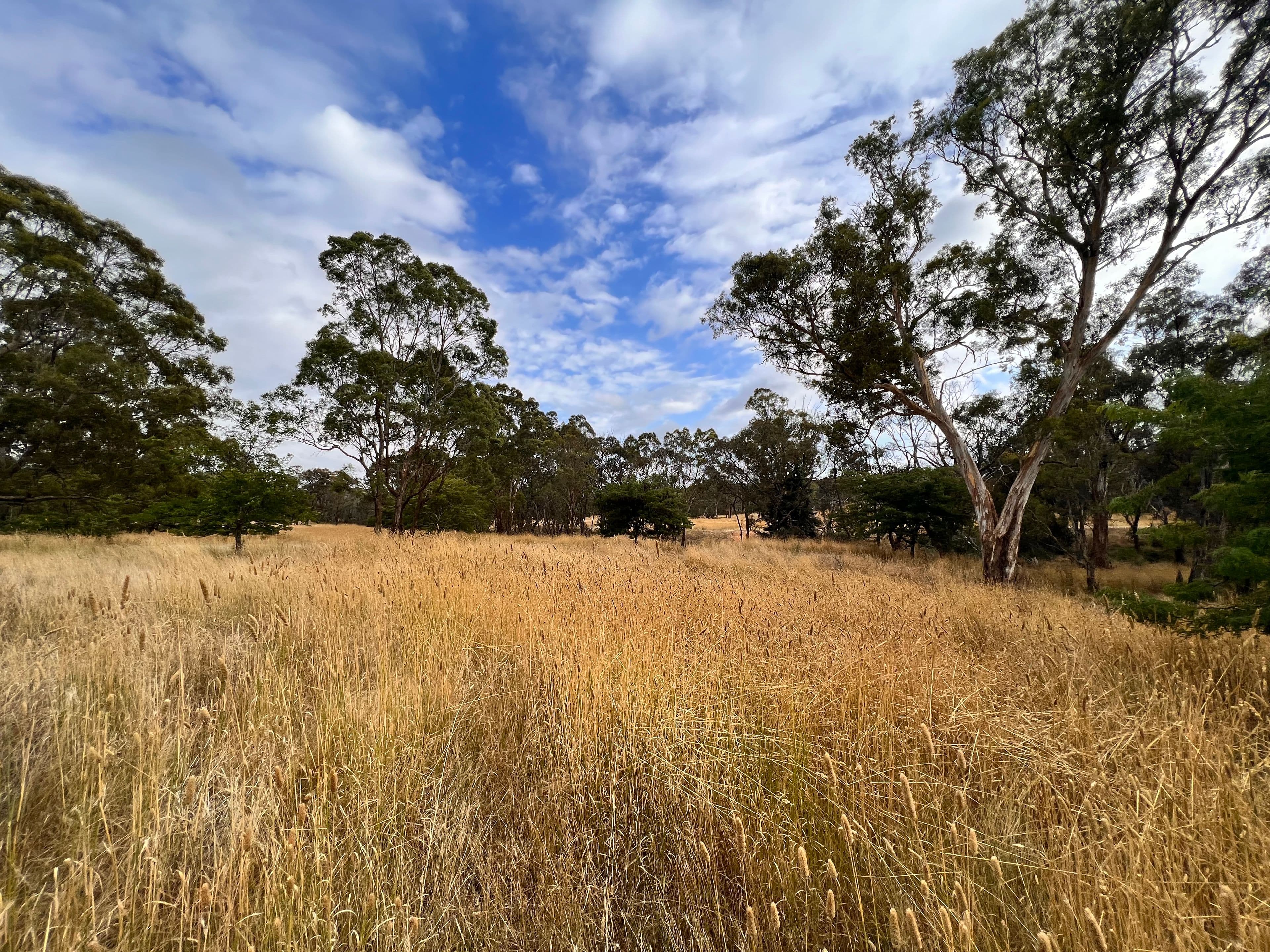 233 Brooks Creek Lane, Gundaroo NSW 2620, Gundaroo - Thumbnail 2