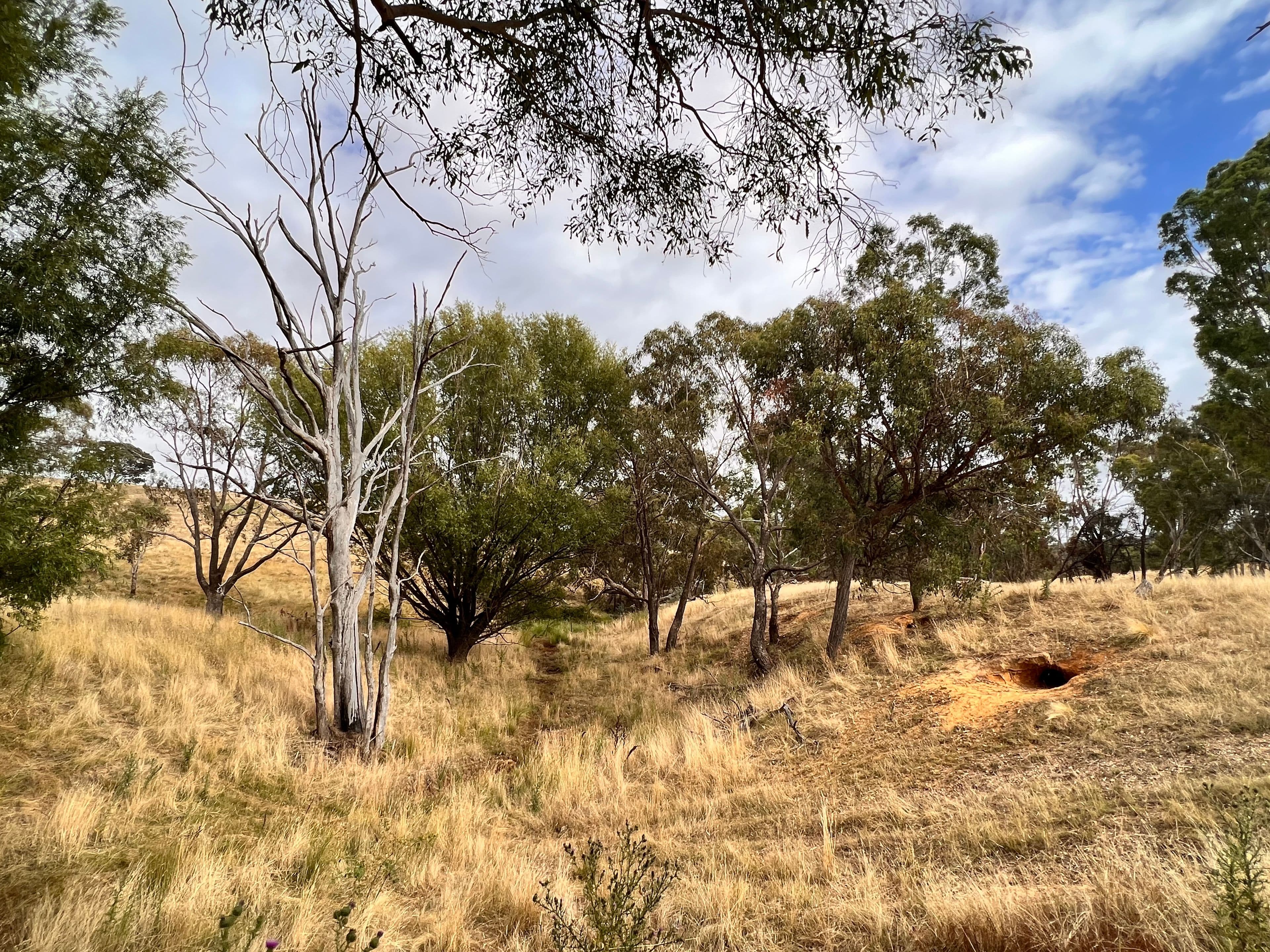 233 Brooks Creek Lane, Gundaroo NSW 2620, Gundaroo - Thumbnail 8