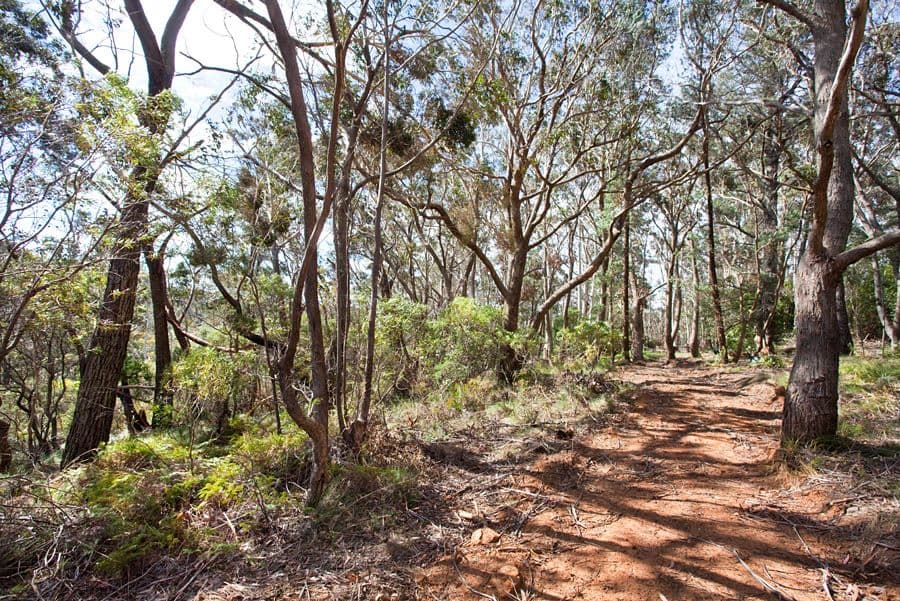 97 Connaught Road, Blackheath NSW 2785, Blackheath - Thumbnail 2