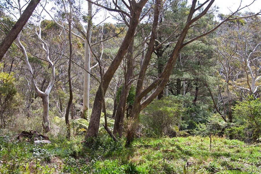 97 Connaught Road, Blackheath NSW 2785, Blackheath - Thumbnail 4