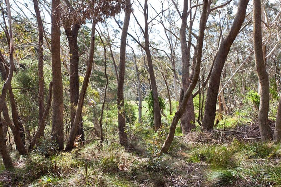 97 Connaught Road, Blackheath NSW 2785, Blackheath - Thumbnail 5