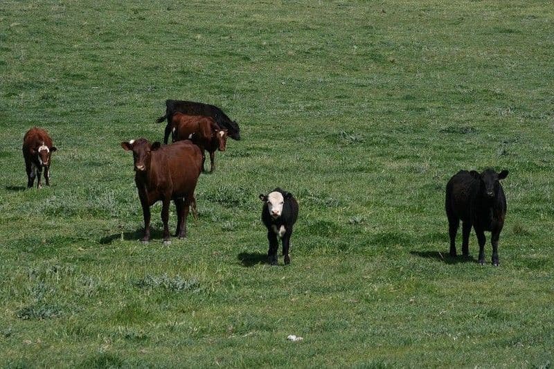 235 Chinamans Lane, GOULBURN NSW 2580, Goulburn - Thumbnail 2