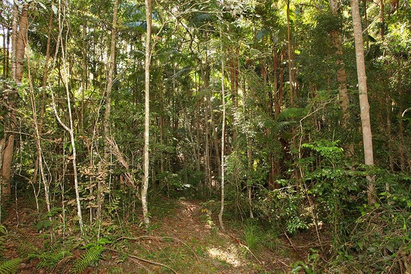 36 Edwin Road, Buderim QLD 4556, Buderim - Thumbnail 8