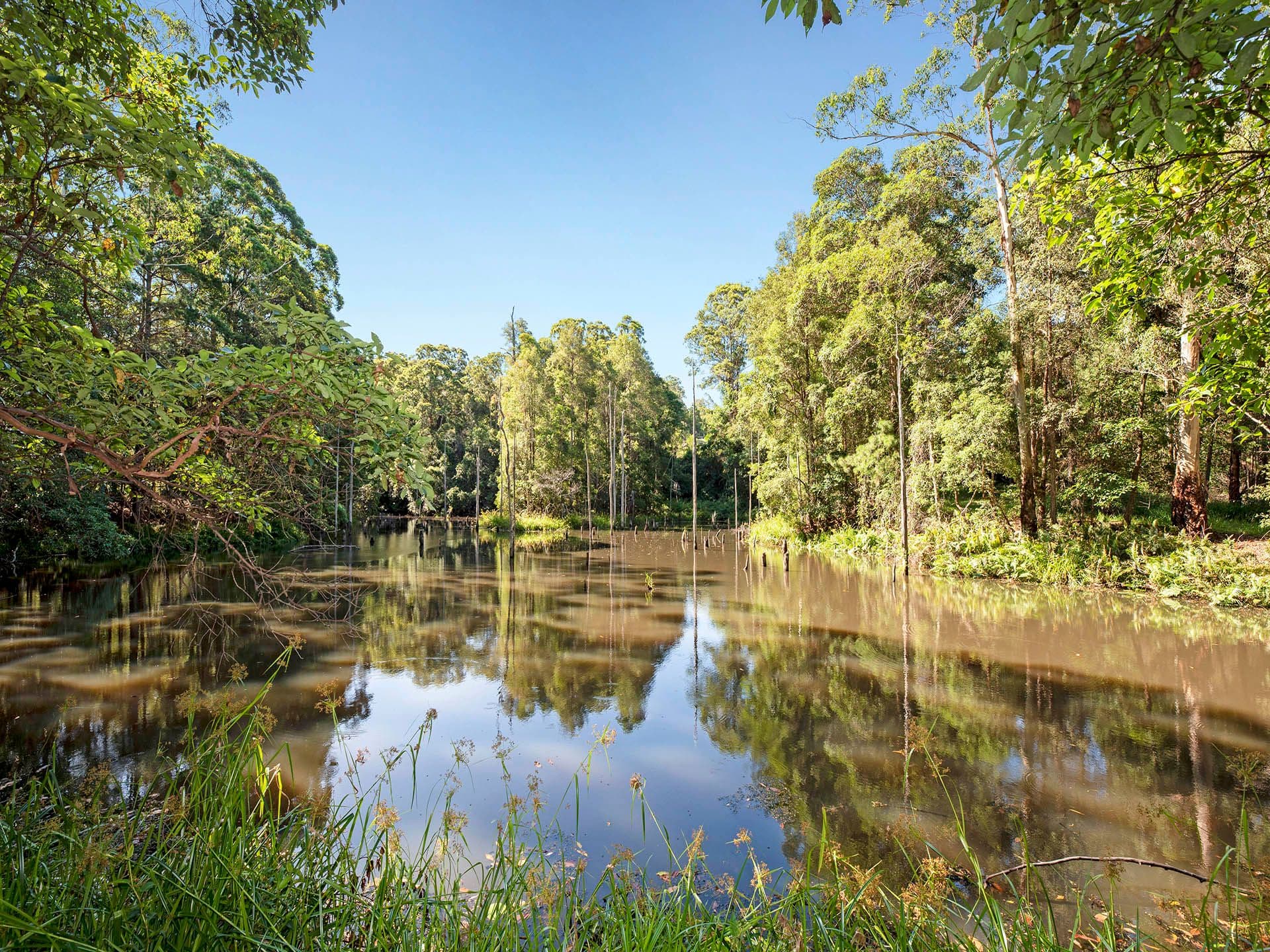146 McKees Road, Palmwoods QLD 4555, Palmwoods - Thumbnail 3