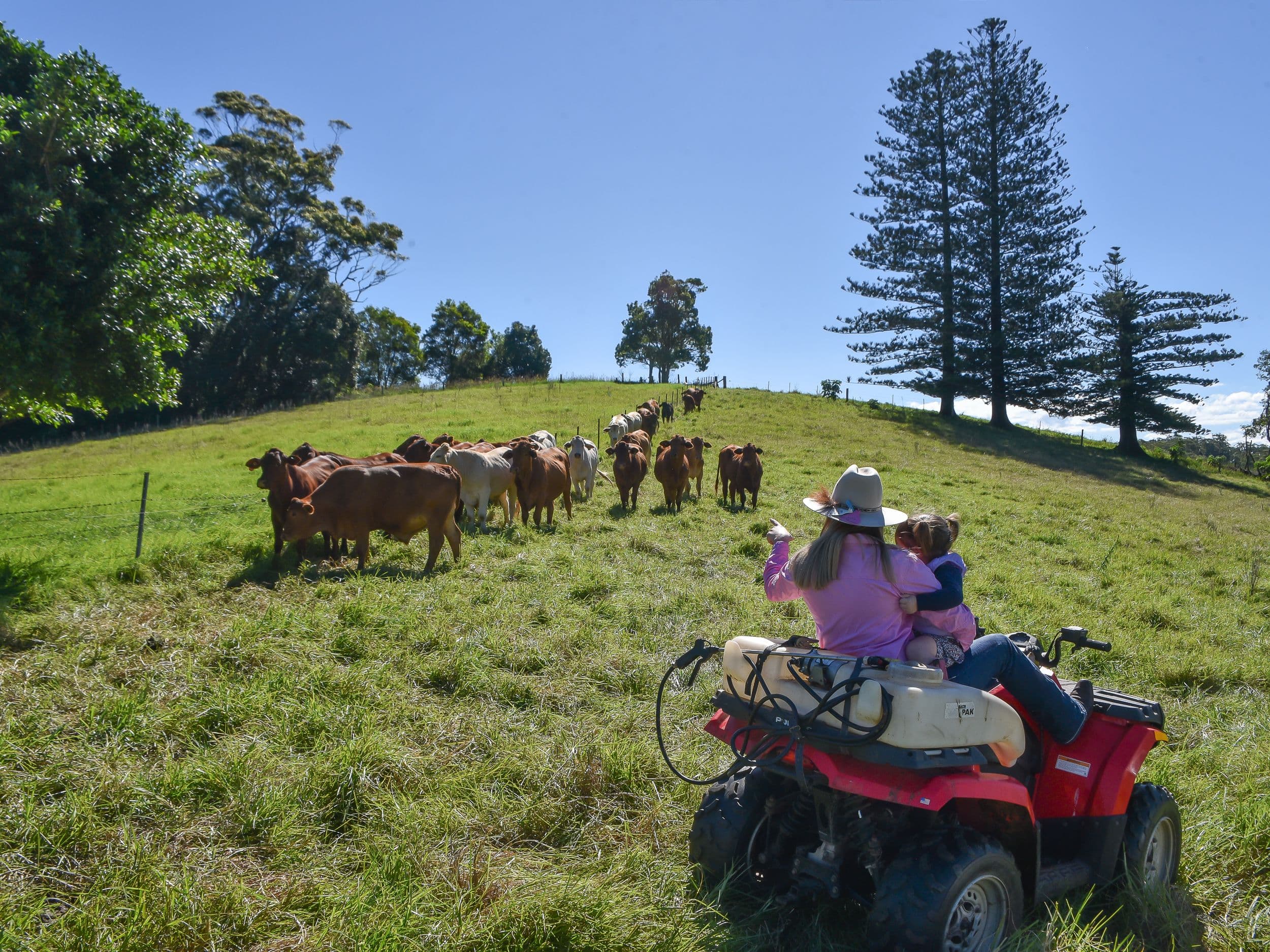 1150 Mount Mee Road, Mount Mee QLD 4521, Mount Mee - Thumbnail 2
