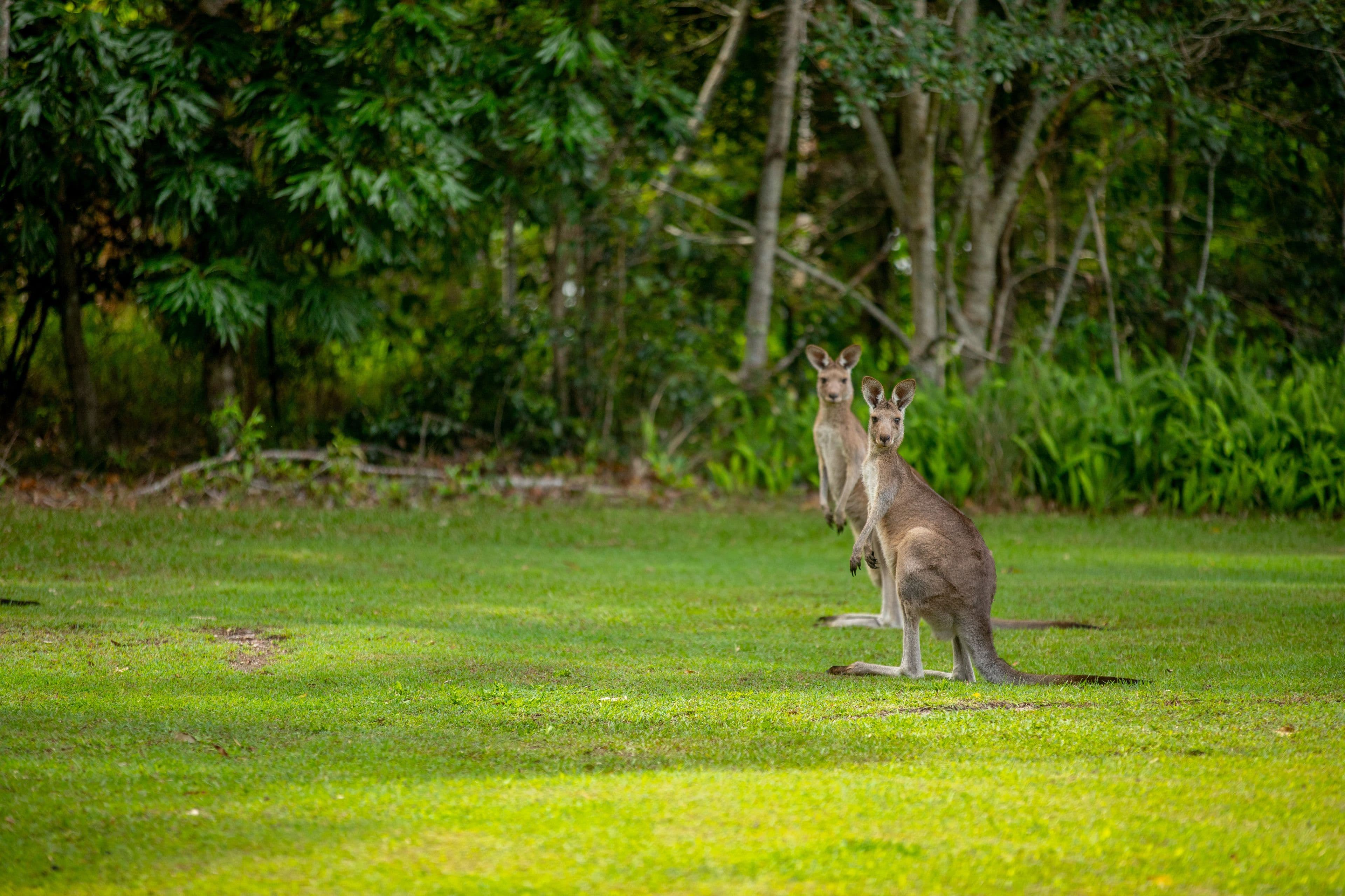 211 Ballinger Road, Buderim QLD 4556, Buderim - Thumbnail 2