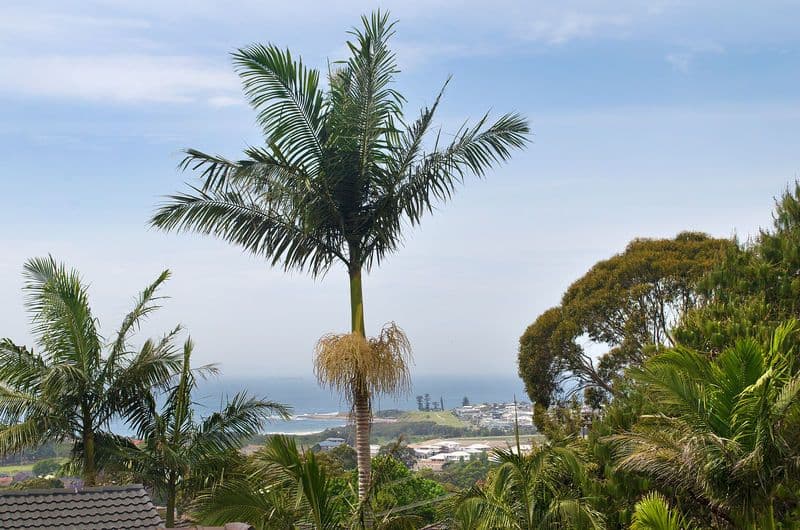 38 Kanangra Drive, THIRROUL NSW 2515, Thirroul - Thumbnail 4