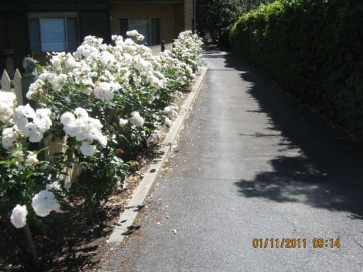 147 Stephen Terrace, Walkerville SA 5081, Walkerville - Thumbnail 4