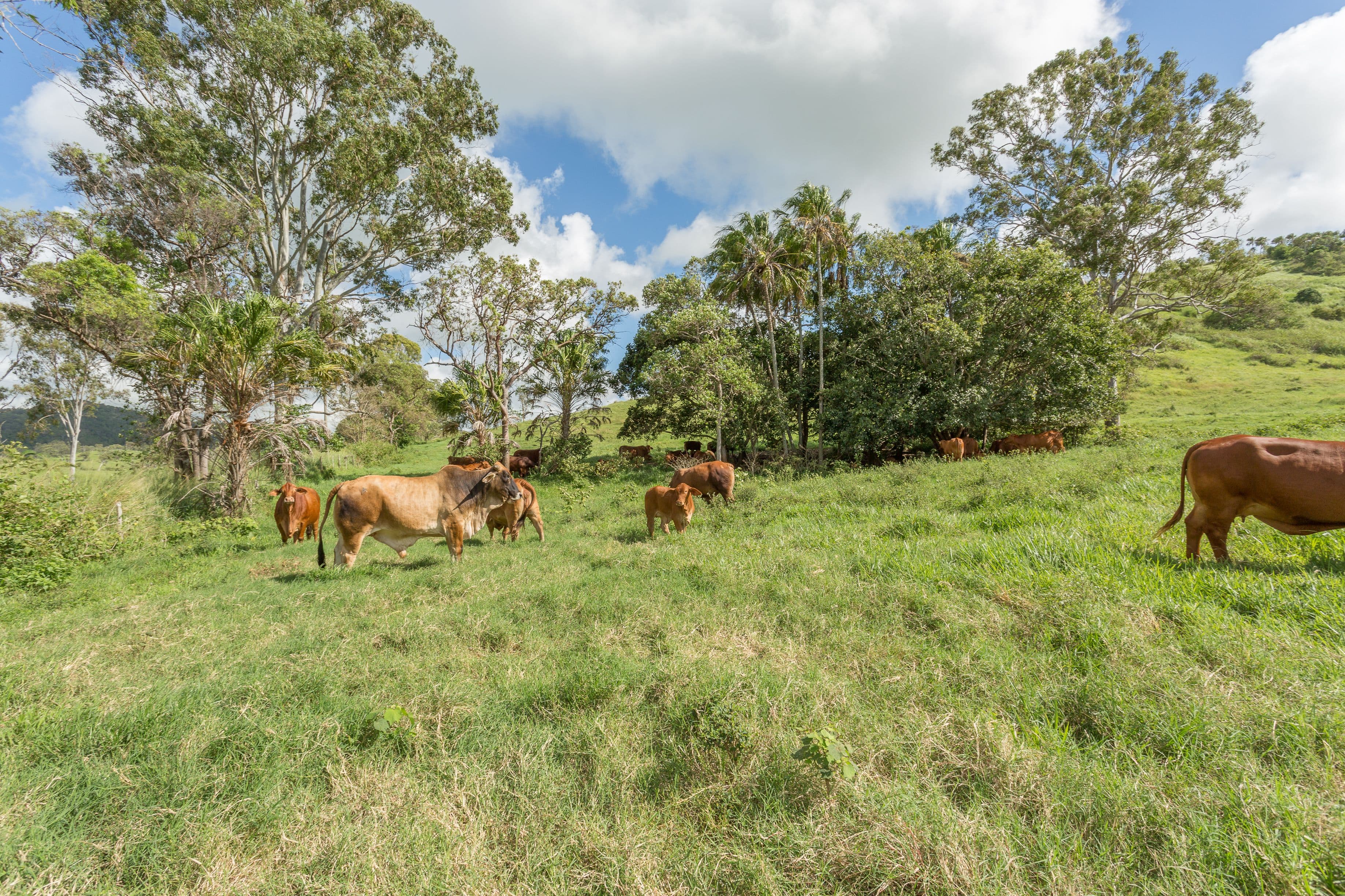 453 Grasstree Road, Grasstree Beach QLD 4740, Grasstree Beach - Thumbnail 2