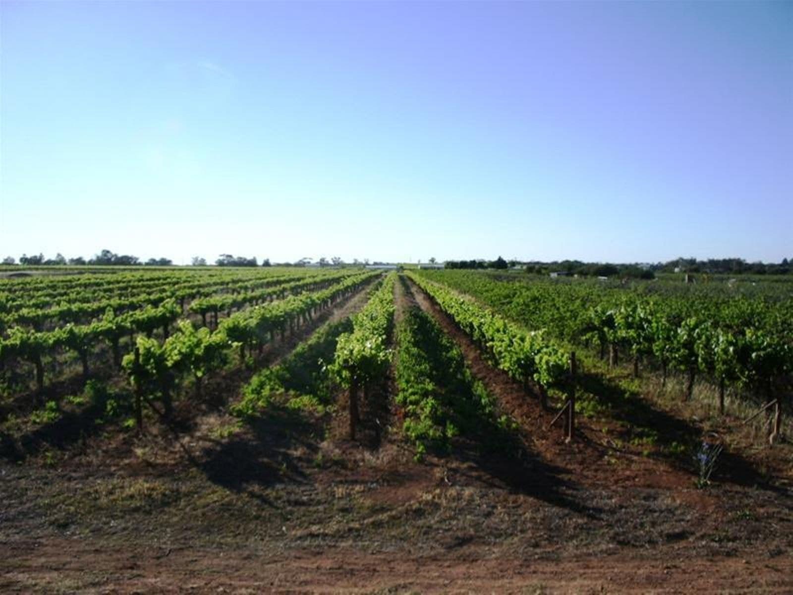 Lot 2 Etiwanda Avenue, Mildura - Image 1