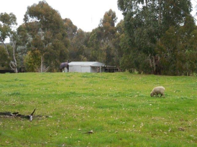 121 Hassell Street, Mount Barker WA 6324, Mount Barker - Thumbnail 6