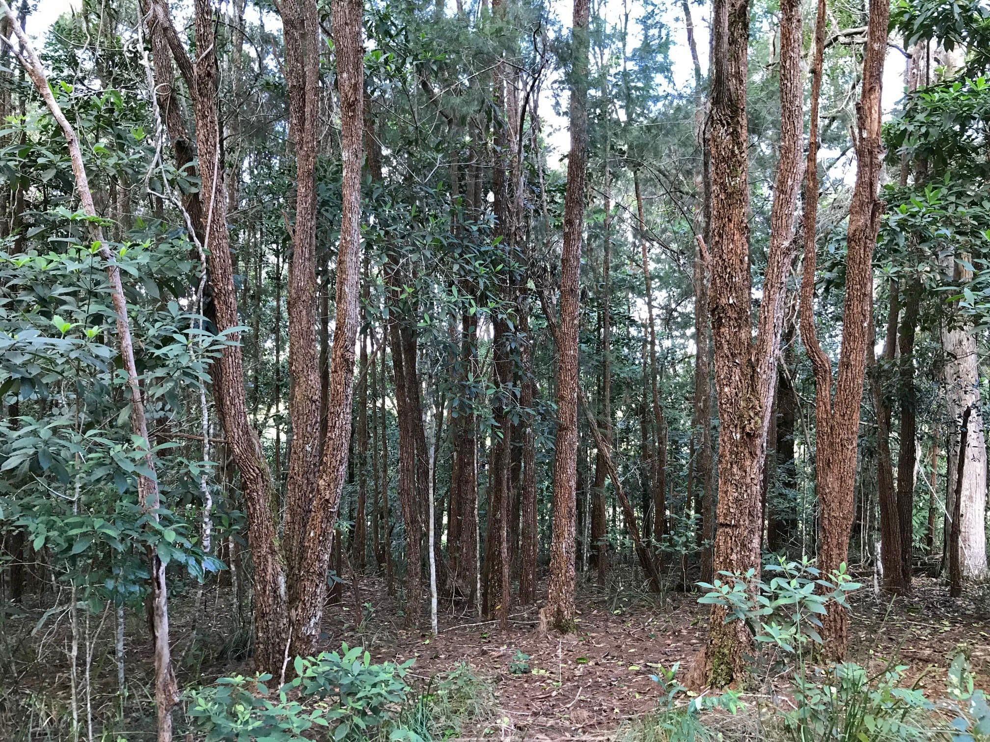 Barrine QLD 4872, Barrine - Thumbnail 2
