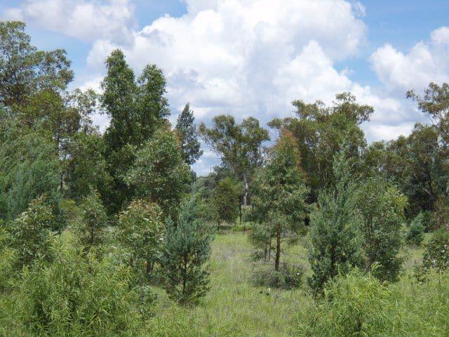 17 Banjarra Drive, Charleville QLD 4470, Charleville - Thumbnail 4