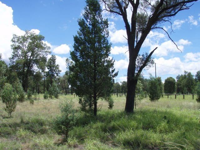 17 Banjarra Drive, Charleville QLD 4470, Charleville - Thumbnail 7