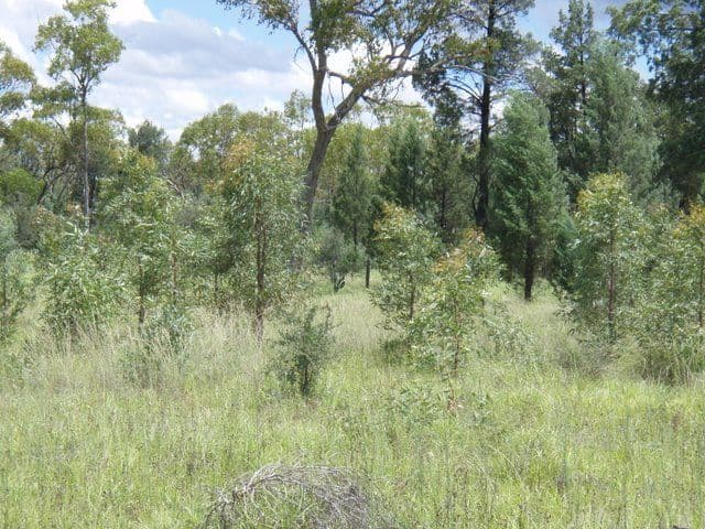 17 Banjarra Drive, Charleville QLD 4470, Charleville - Thumbnail 8