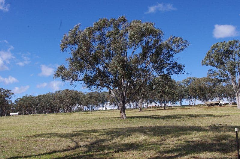 Lot 8 White Box Place, Inverell NSW 2360, Inverell - Thumbnail 7