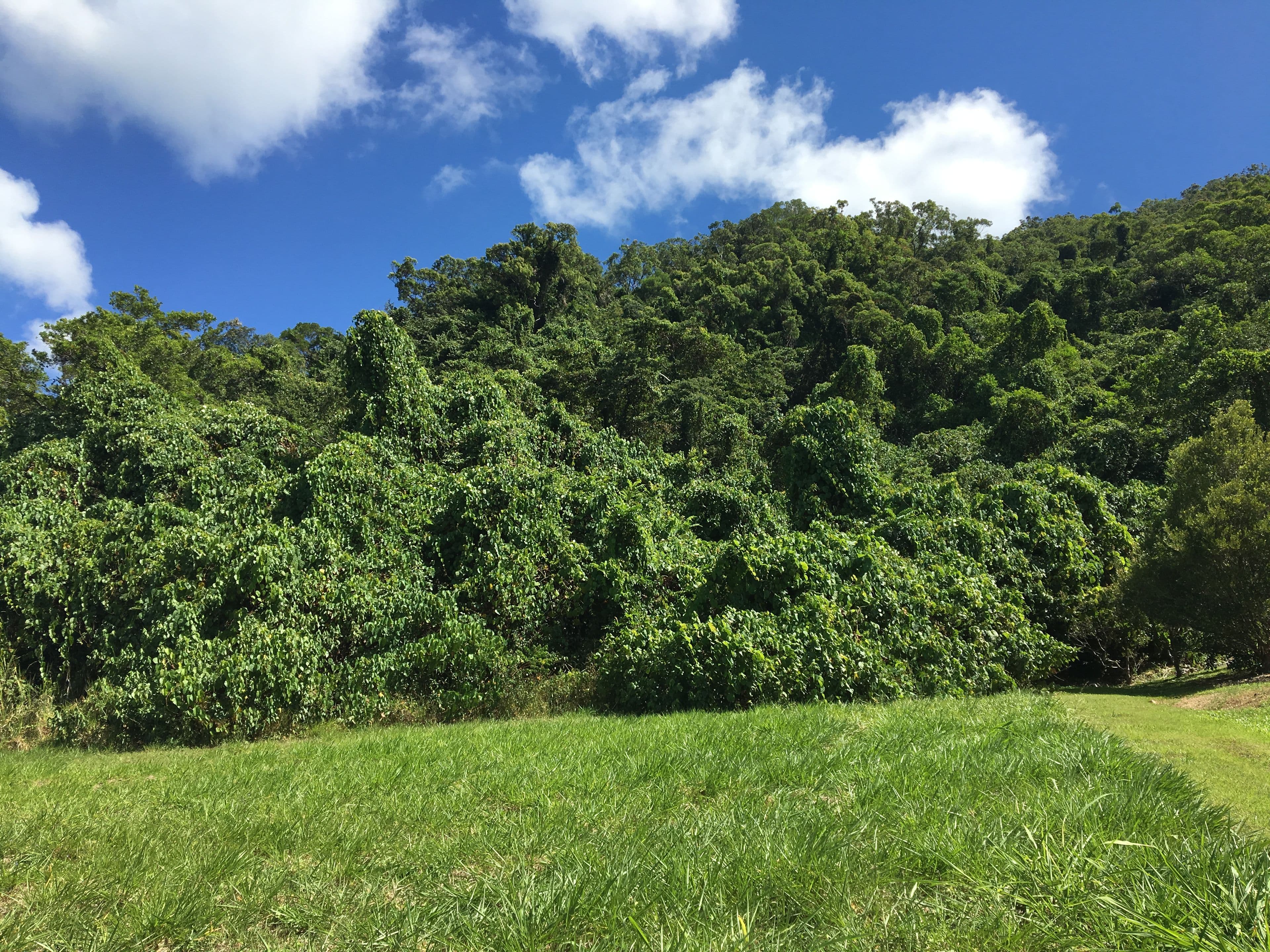 Lot 11 De Meio Drive Via Wonga Beach, Wonga Beach QLD 4873, Wonga Beach - Thumbnail 2