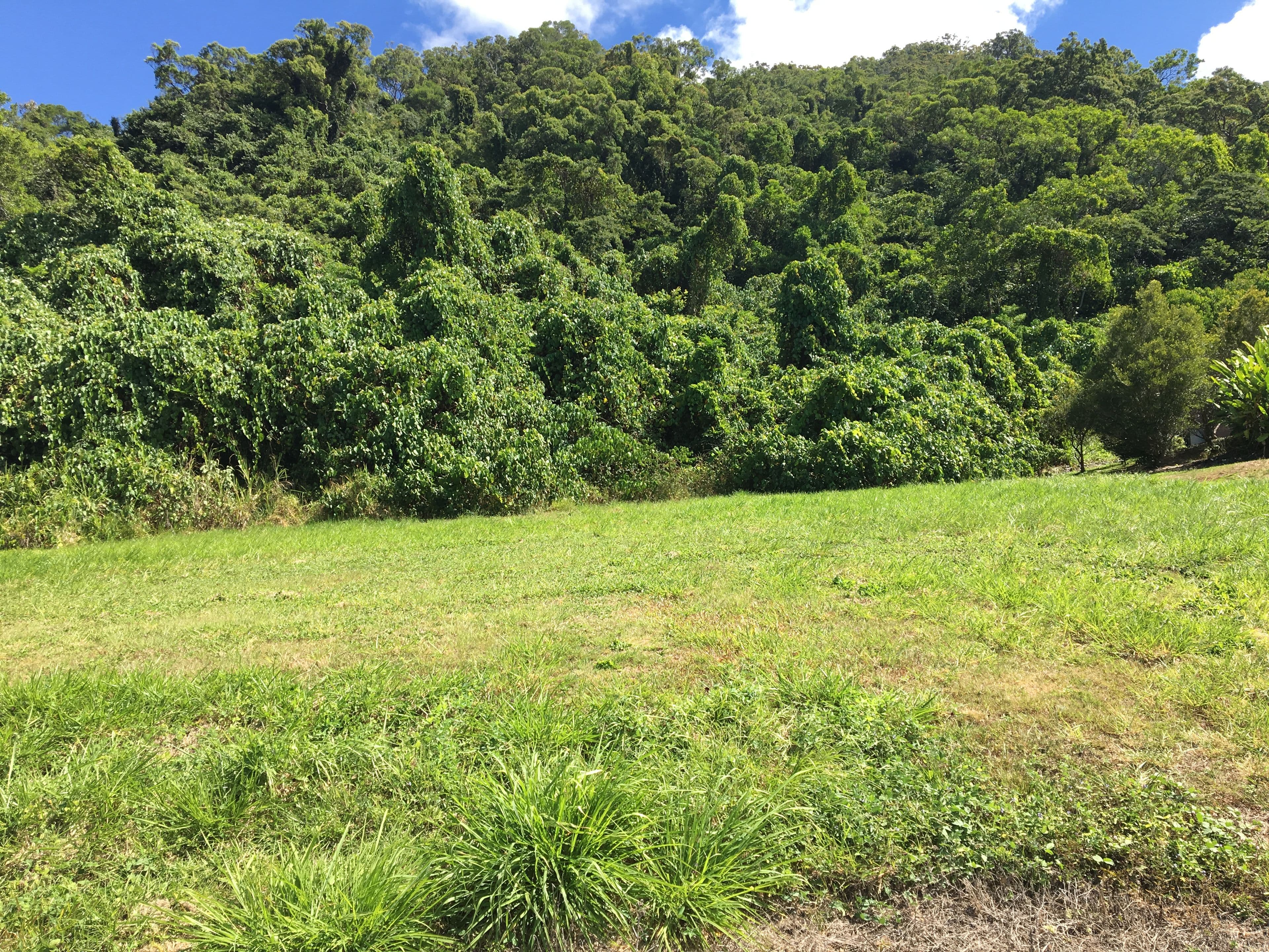 Lot 11 De Meio Drive Via Wonga Beach, Wonga Beach QLD 4873, Wonga Beach - Thumbnail 7