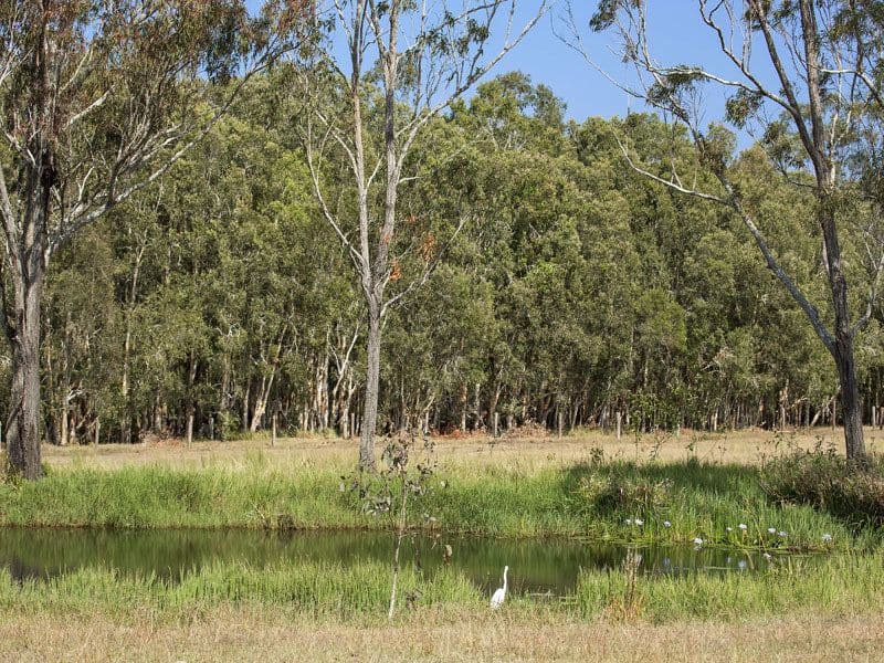 80 Stockman Downs' Karinya Circuit, Sunshine Acres QLD 4655, Sunshine Acres - Thumbnail 8