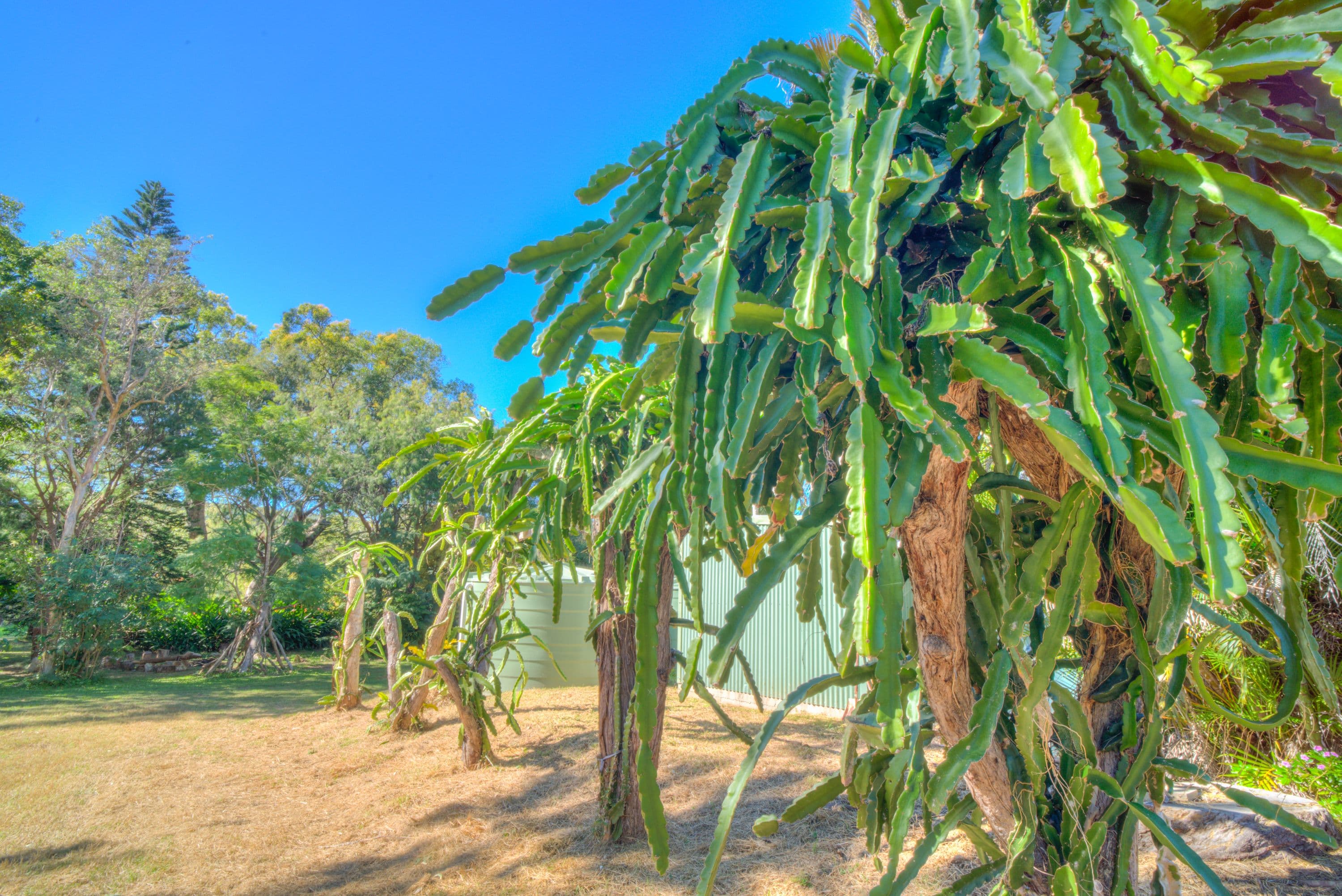 137 Josefski Road, Agnes Water QLD 4677, Agnes Water - Thumbnail 7