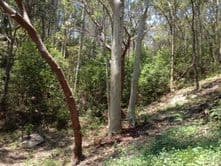 37A High View Road, PRETTY BEACH NSW 2257, Pretty Beach - Thumbnail 5