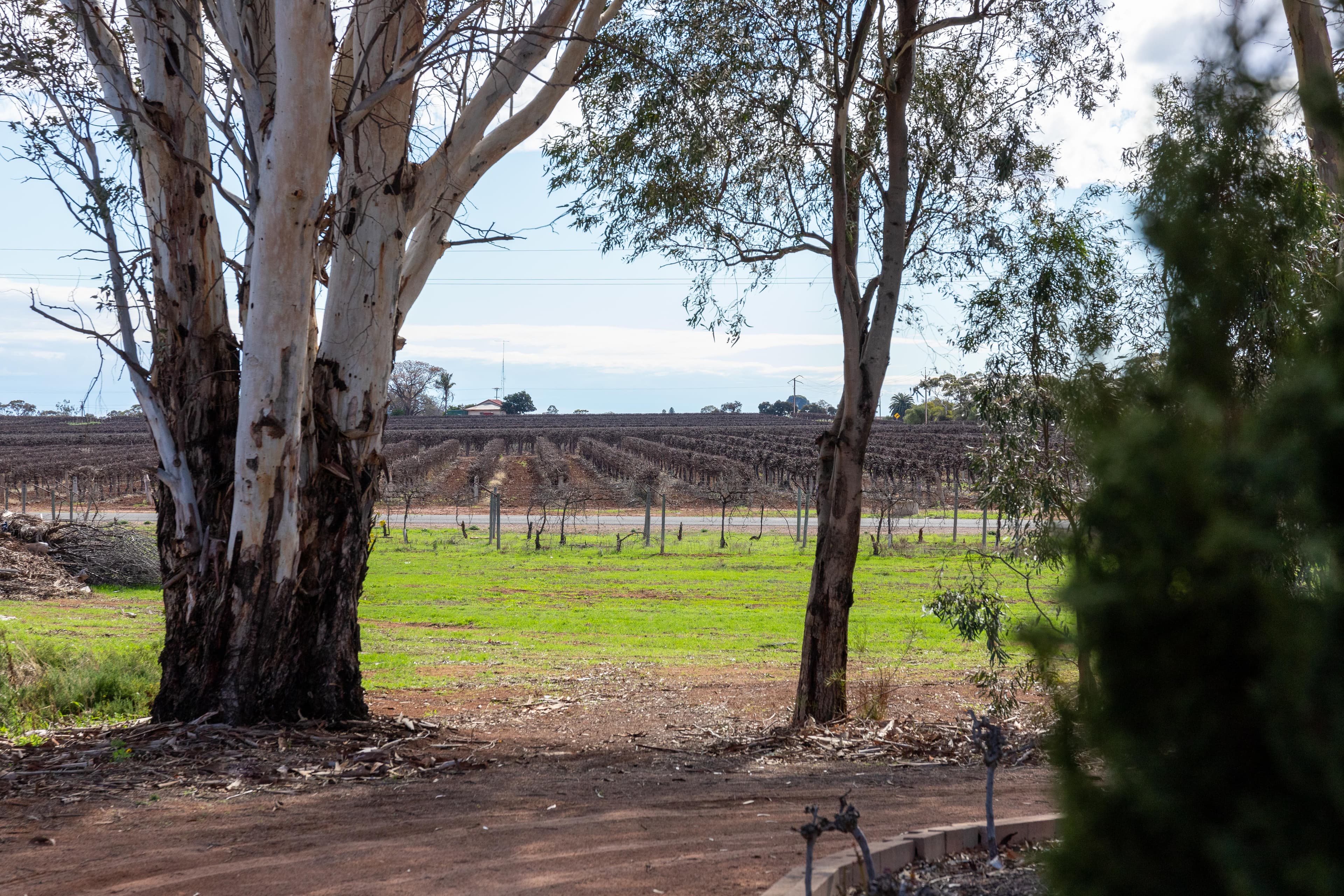 236 Gilmour Road, Barmera SA 5345, Barmera - Thumbnail 4