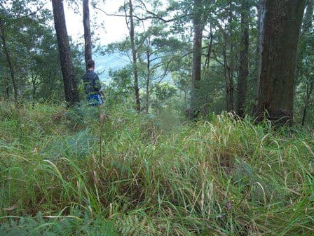 Lot 3 Doyle Road, REESVILLE QLD 4552, Reesville - Thumbnail 6
