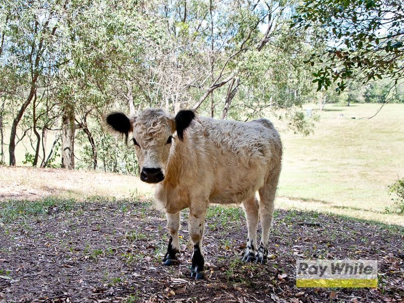 44 Bennett Road, Kobble Creek QLD 4520, Kobble Creek - Thumbnail 2