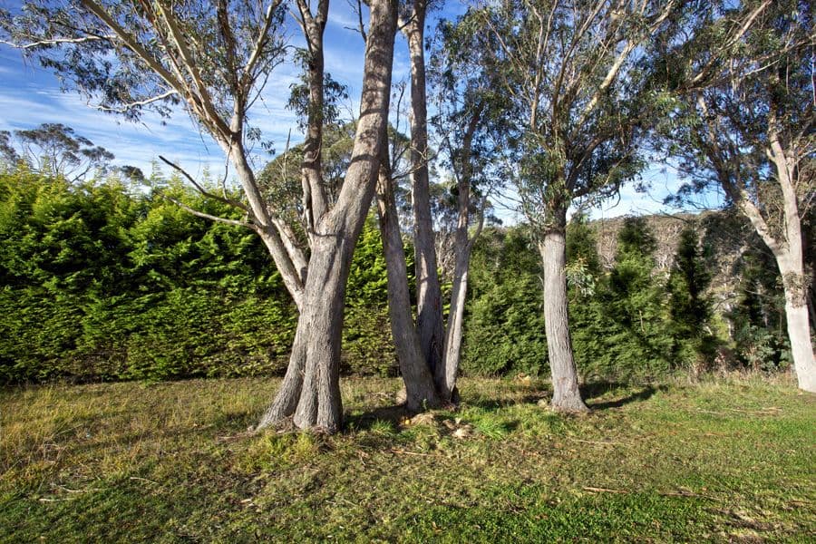33 Sunbeam Avenue, BLACKHEATH NSW 2785, Blackheath - Thumbnail 3