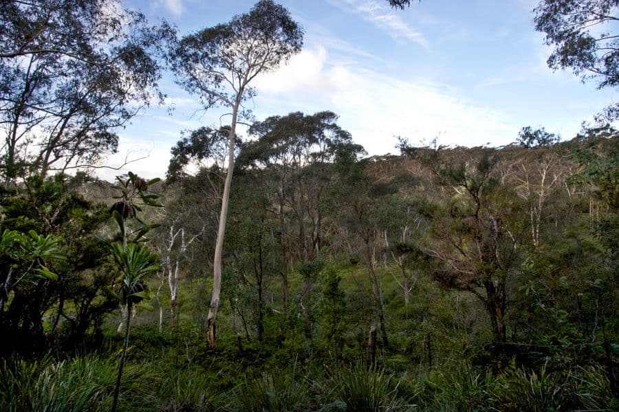 33 Sunbeam Avenue, BLACKHEATH NSW 2785, Blackheath - Thumbnail 4