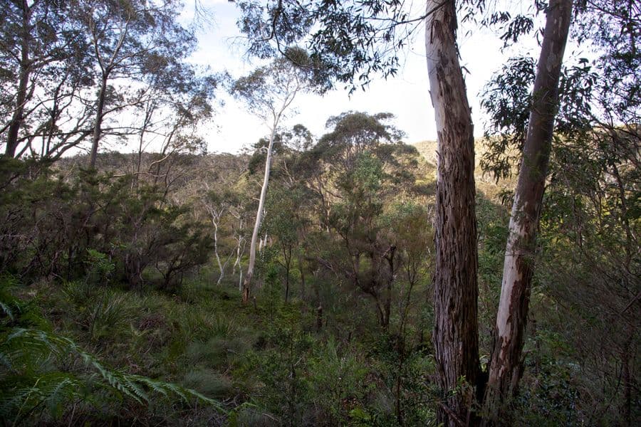 33 Sunbeam Avenue, BLACKHEATH NSW 2785, Blackheath - Thumbnail 5