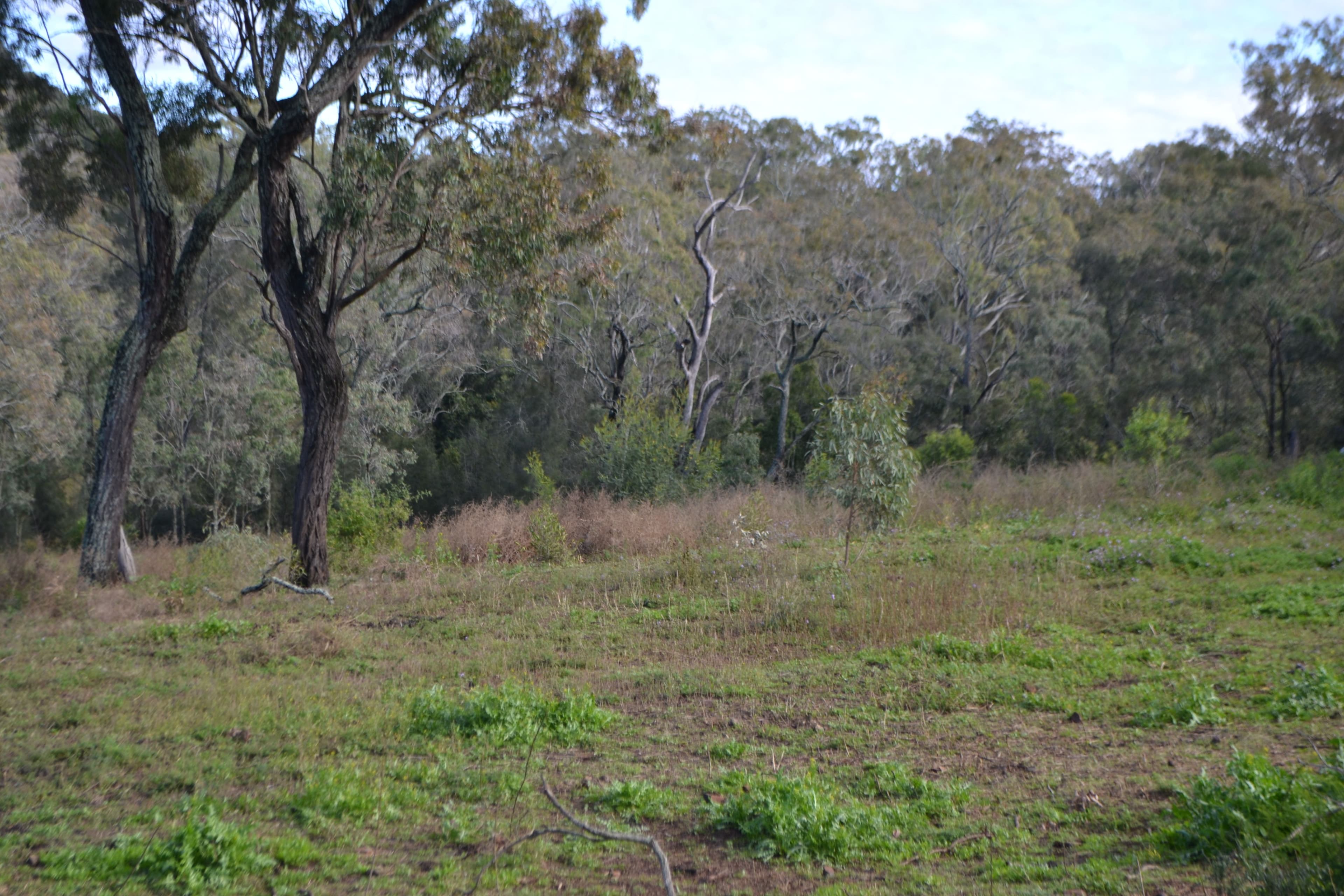 1 Clover Court, Meringandan West QLD 4352, Meringandan West - Image 1