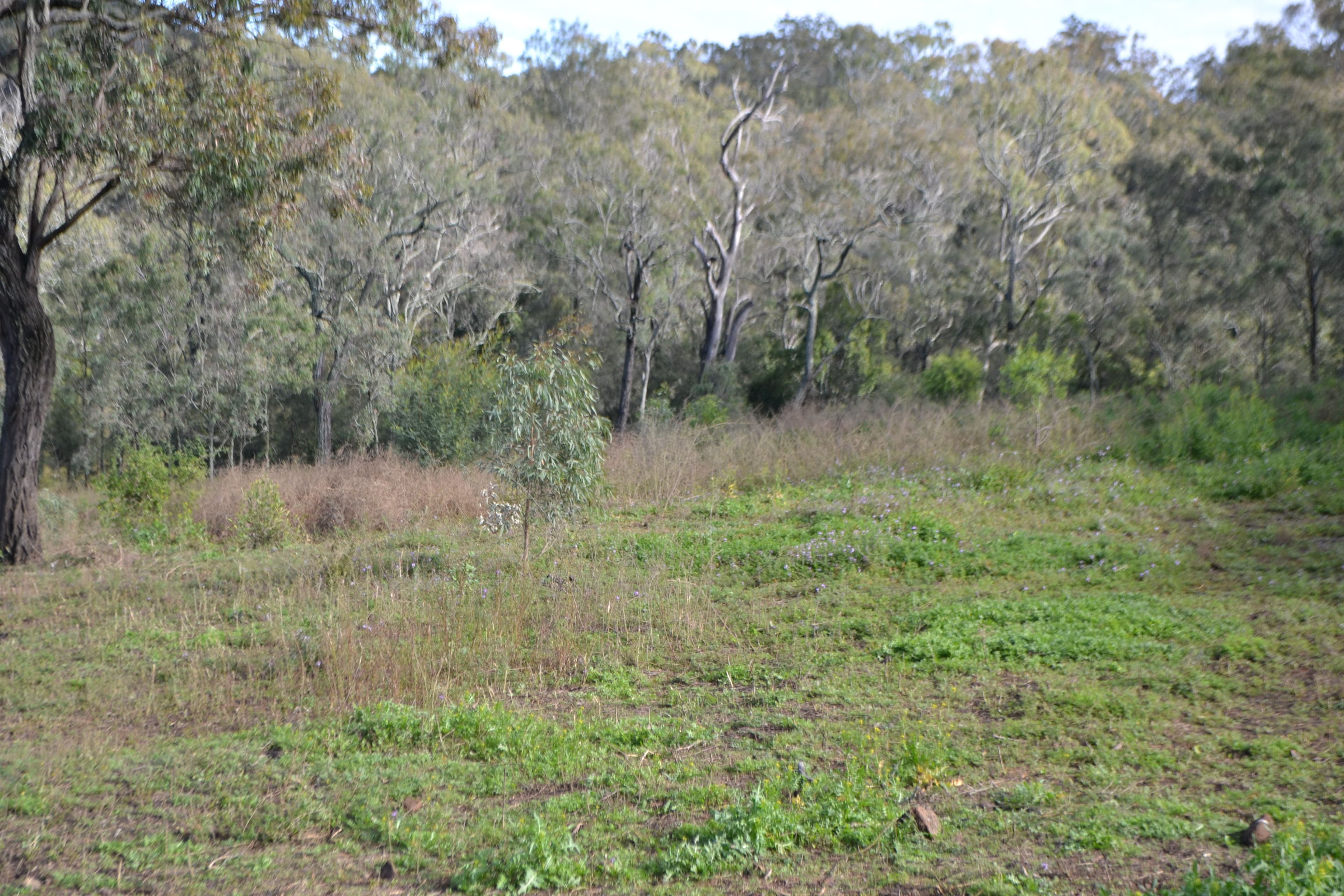 1 Clover Court, Meringandan West QLD 4352, Meringandan West - Thumbnail 3