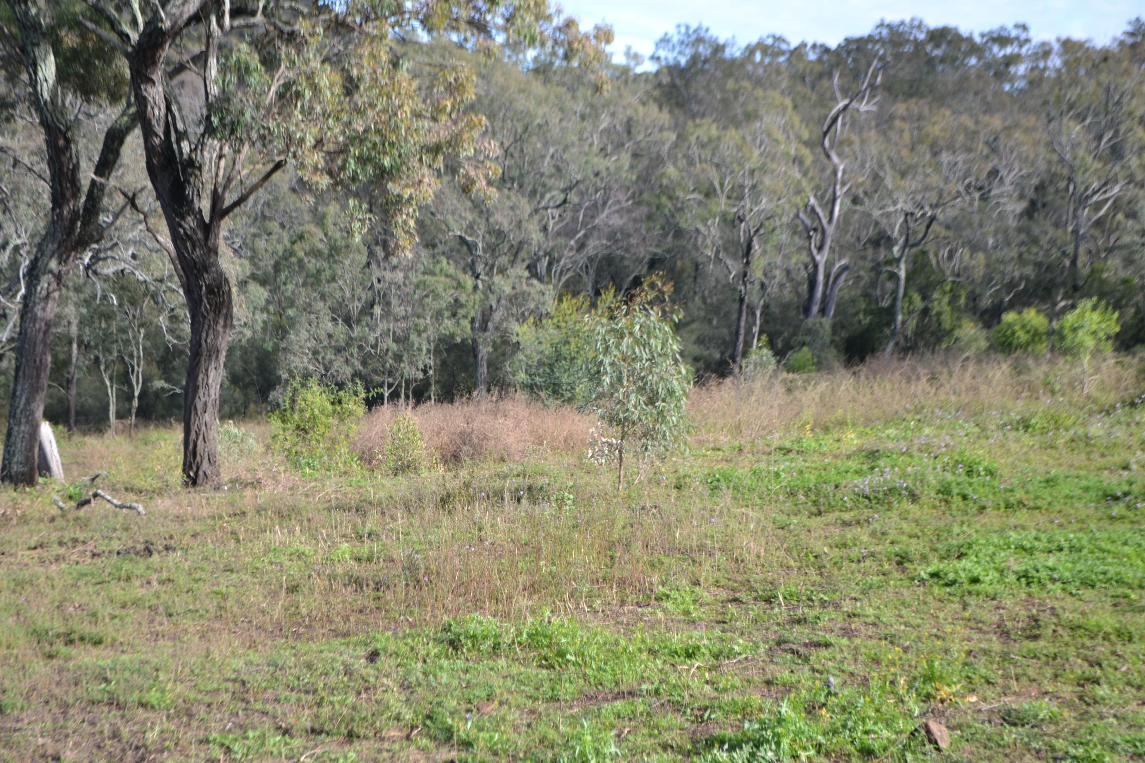 1 Clover Court, Meringandan West QLD 4352, Meringandan West - Thumbnail 4