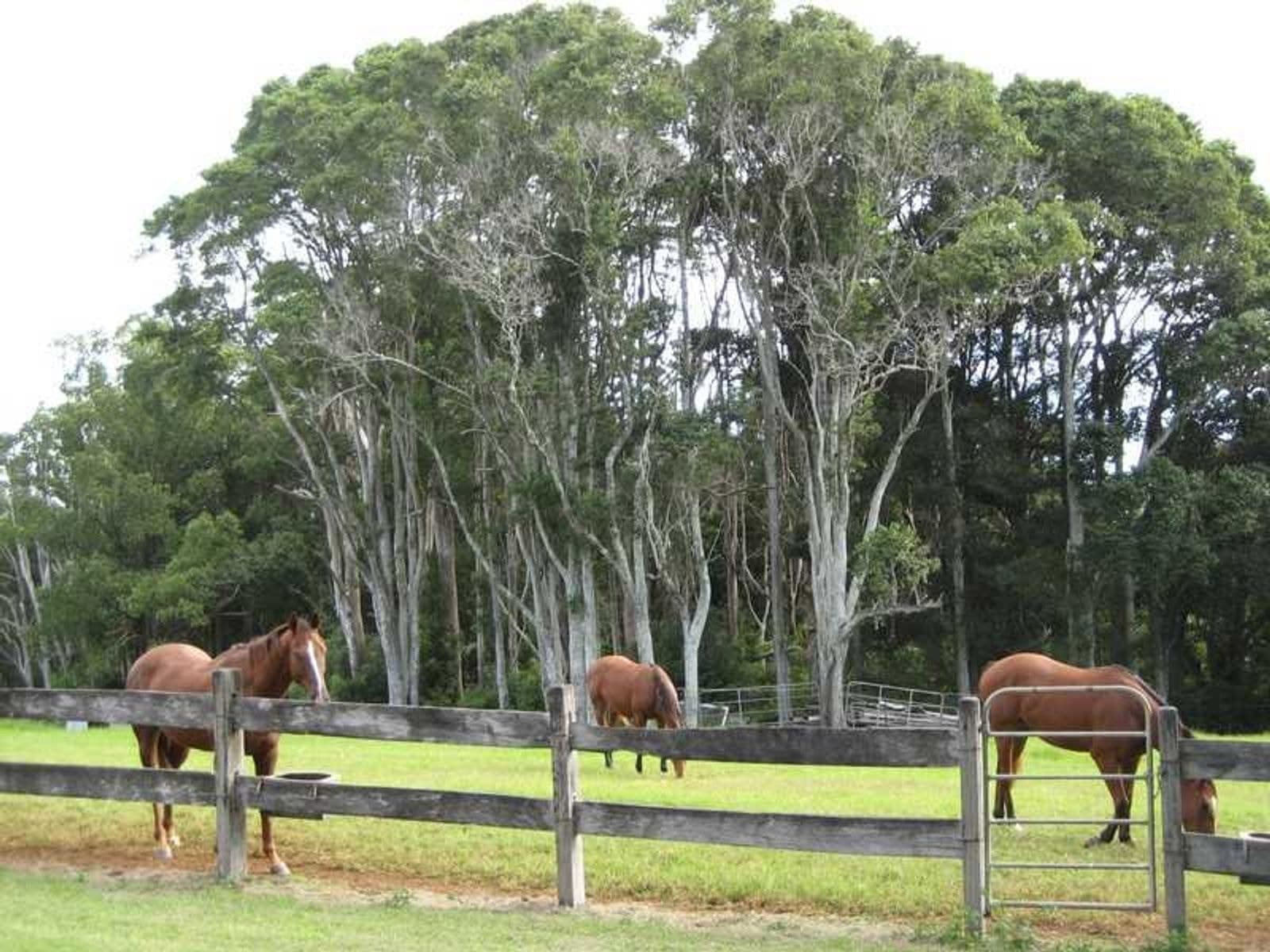 Lot 1 Pacific Highway, Bangalow - Thumbnail 4