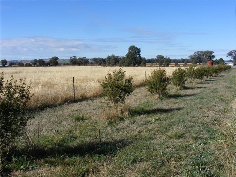 Lot 255 Noonbinna Road, NOONBINNA NSW 2794, Noonbinna - Thumbnail 5