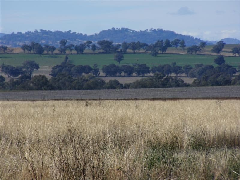 Lot 255 Noonbinna Road, NOONBINNA NSW 2794, Noonbinna - Thumbnail 6