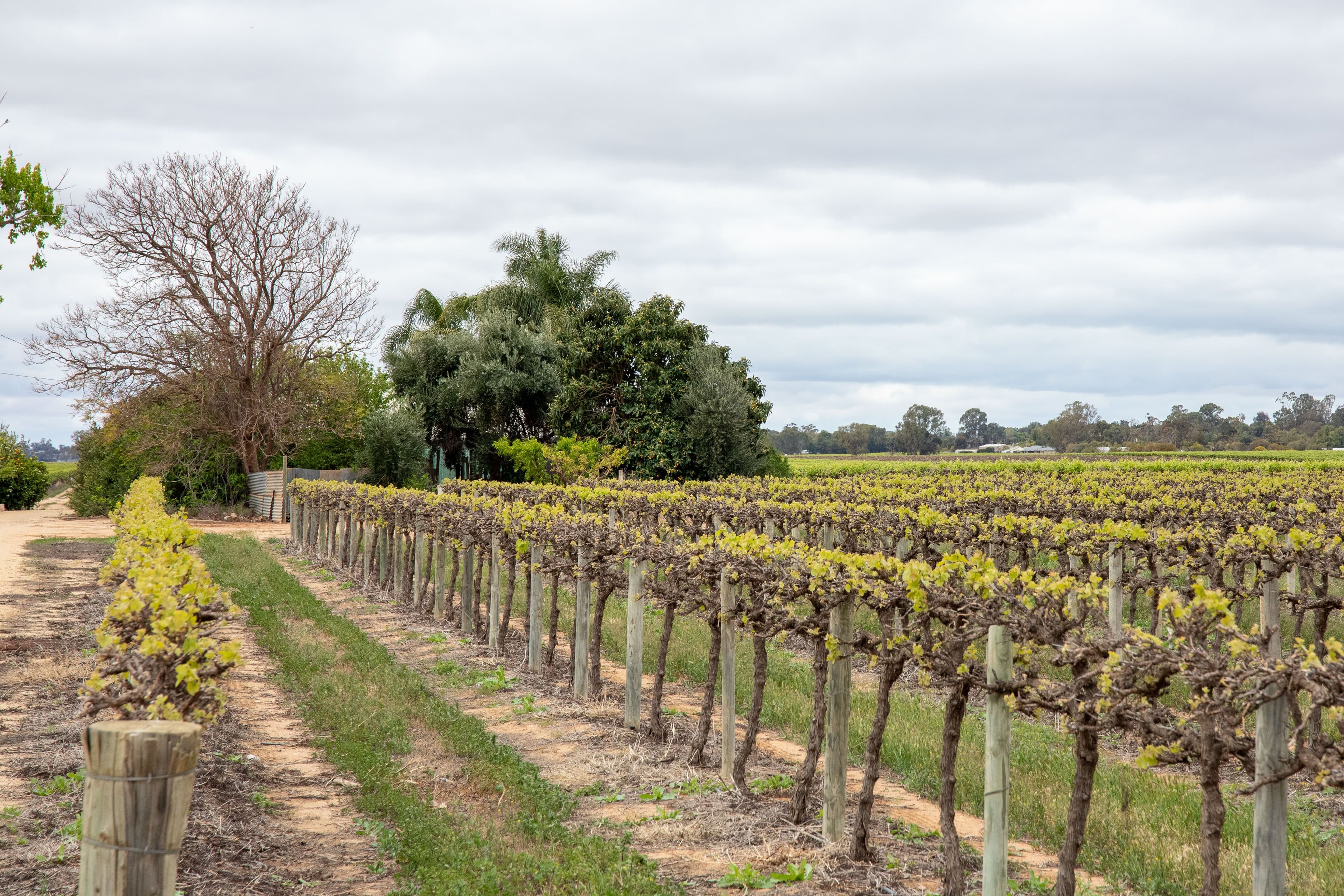50 Arnold Coats Road, Cobdogla SA 5346, Cobdogla - Image 1