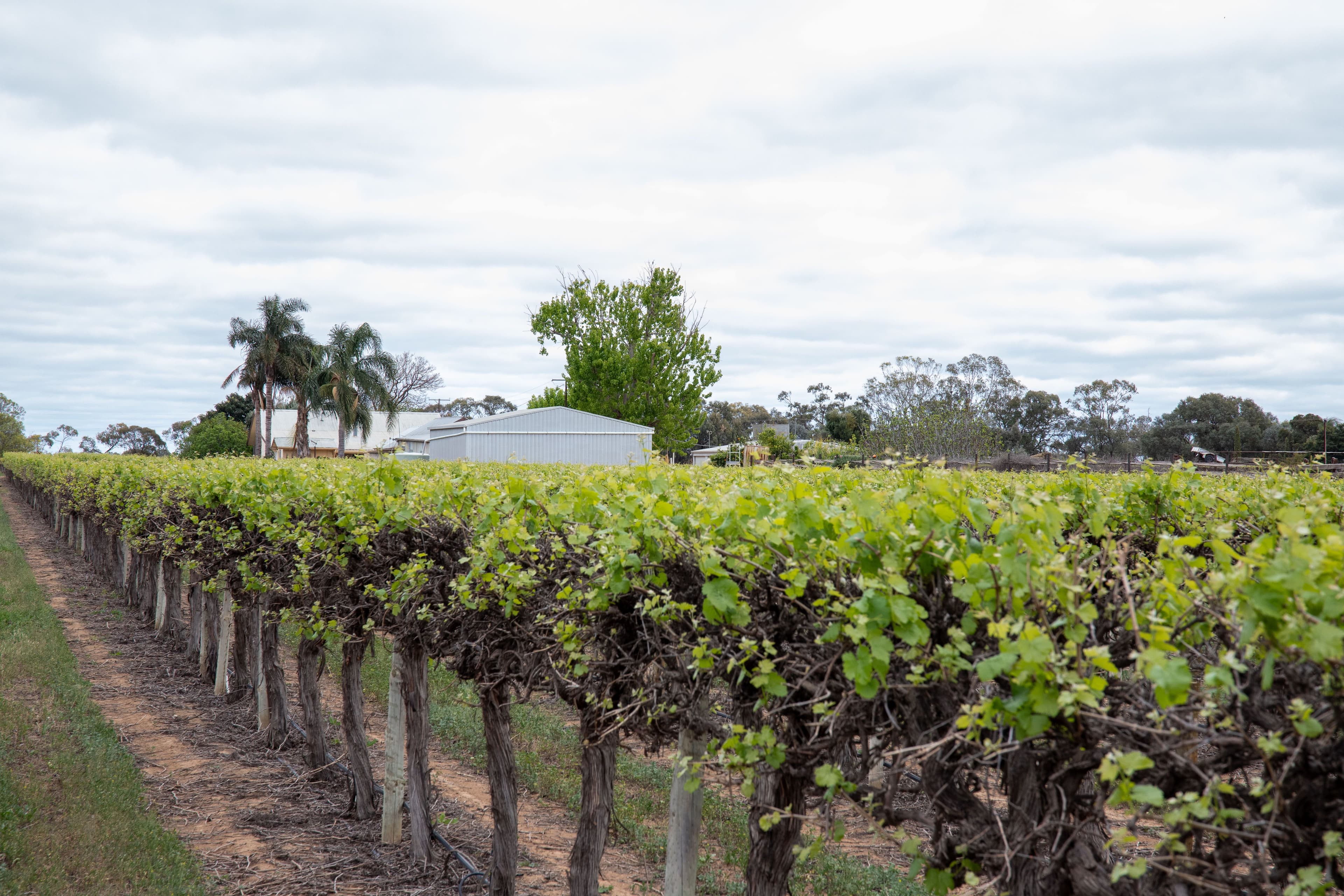 50 Arnold Coats Road, Cobdogla SA 5346, Cobdogla - Thumbnail 2